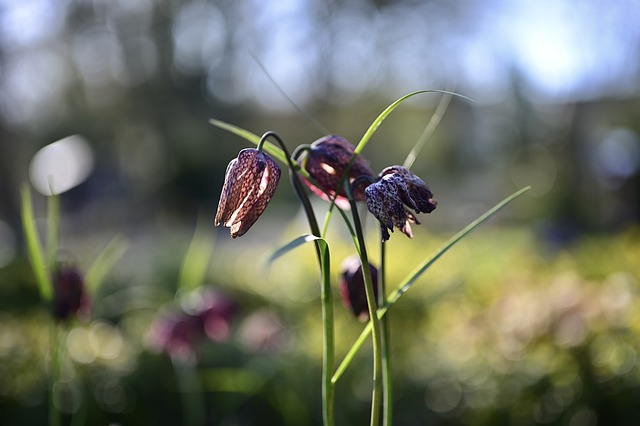 Schachblume